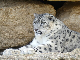 snow leopard portrait