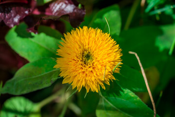  Beautiful flowers growing in the autumn garden