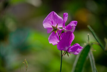  Beautiful flowers growing in the autumn garden