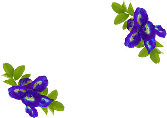 バタフライピー　チョウマメ　forest_heart　蝶豆　青紫色の花　藍胡蝶　お茶　美容