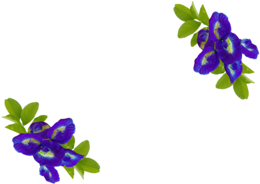 バタフライピー　チョウマメ　forest_heart　蝶豆　青紫色の花　藍胡蝶　お茶　美容