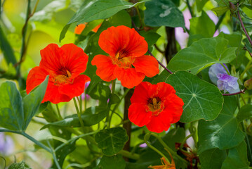 Beautiful flowers growing in the autumn garden