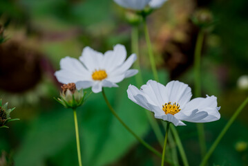  Beautiful flowers growing in the autumn garden