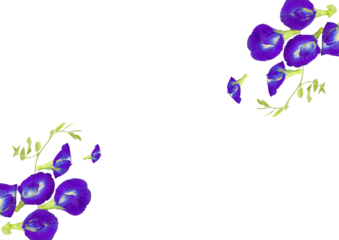 バタフライピー　チョウマメ　forest_heart　蝶豆　青紫色の花　藍胡蝶　お茶　美容