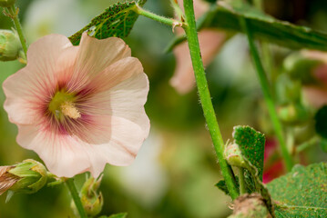Beautiful flowers growing in the autumn garden