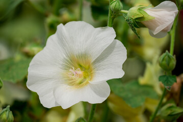 Beautiful flowers growing in the autumn garden