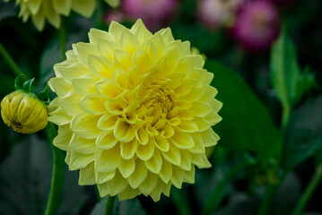 Beautiful dhalia flowers growing in the autumn garden