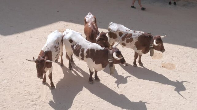 Group of tame bulls in a bullring