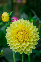 Beautiful dhalia flowers growing in the autumn garden