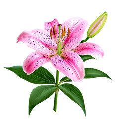 Naklejka premium Beautiful pink lily flower with green leaves and a bud