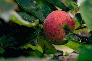 A red apple in the apple tree surrounded by green leaves