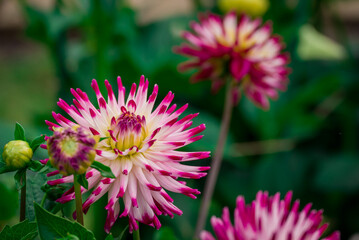 Obraz premium Beautiful flowers growing in the autumn garden