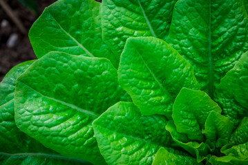 Beautiful flowers growing in the autumn garden