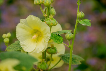 Beautiful flowers growing in the autumn garden
