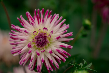 Obraz premium Beautiful flowers growing in the autumn garden