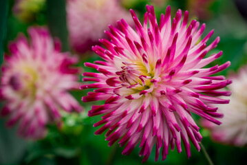 Beautiful flowers growing in the autumn garden © Golden Shark