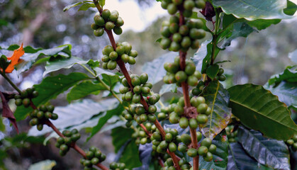 Close up Green seed berries harvest arabica coffee garden. Green coffee bean berry plant fresh raw...