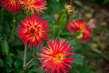 Beautiful flowers growing in the autumn garden