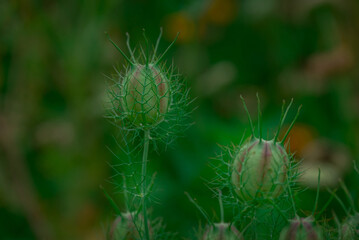 Beautiful flowers growing in the autumn garden