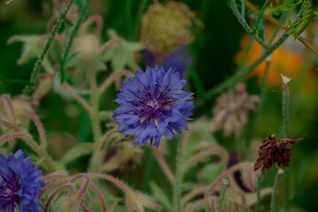 Beautiful flowers growing in the autumn garden