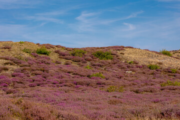 Landscape of purple flowers on the dunes, Flowering Calluna vulgaris (Heide, Heather or Ling) The sole species in the genus Calluna in the family of Ericaceae, Schoorl dune, Noord Holland, Netherlands