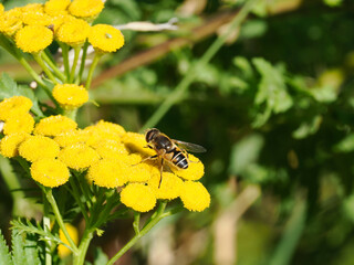 Schwebfliege