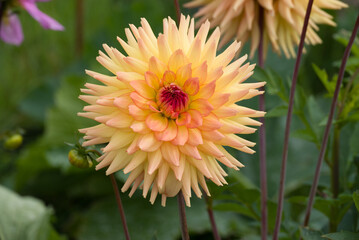 Beautiful flowers growing in the autumn garden