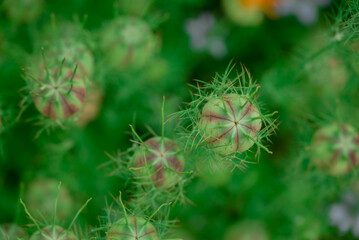 Beautiful flowers growing in the autumn garden