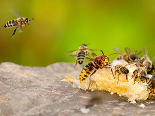 Hornisse und Honigbienen