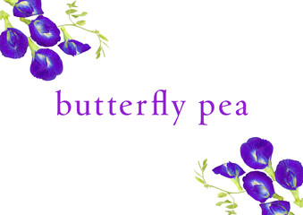 バタフライピー　チョウマメ　forest_heart　蝶豆　青紫色の花　藍胡蝶　お茶　美容