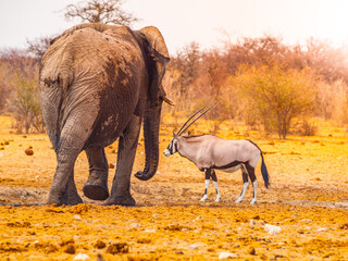 An African elephant and a gemsbok oryx stand side by side on the arid landscape of Etosha National...