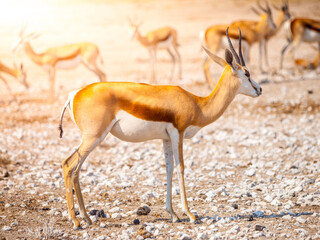 A solitary impala stands in the foreground with a group of its herd in the soft-focus background, illuminated by the warm, golden light of an African sunset at Etosha National Park, Namibia