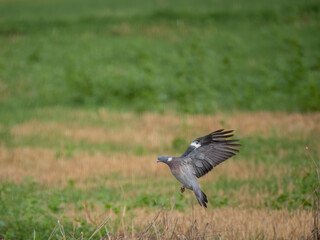 Ringeltaube (Columba palumbus)