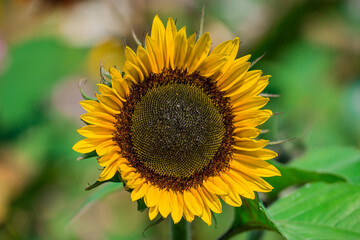 Fototapeta premium Beautiful flowers growing in the autumn garden
