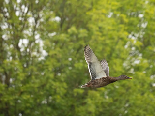 Stockente (Anas platyrhynchos)