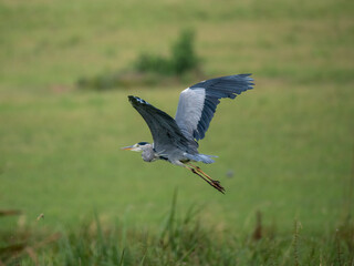 Graureiher (Ardea cinerea)