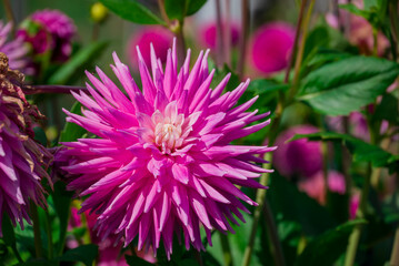 Obraz premium Beautiful dhalia flowers growing in the autumn garden