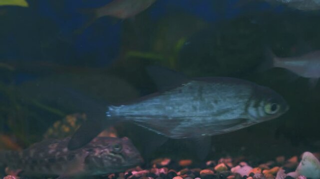 Young bream and roach swims in the aquarium. Freshwater river fish in an aquarium. Selective focus