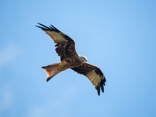 Rotmilan (Milvus milvus)