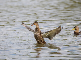 Stockente (Anas platyrhynchos)