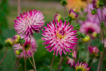 Beautiful flowers growing in the autumn garden