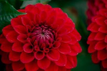 Beautiful flowers growing in the autumn garden