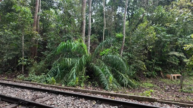 Lawachara national park alley, Sylhet Division, Moulvibazar, Bangladesh