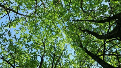 Bottom view of trees with young green leaves and blue sky. Outdoor walk in the forest. Sunny summer day. Natural nature.