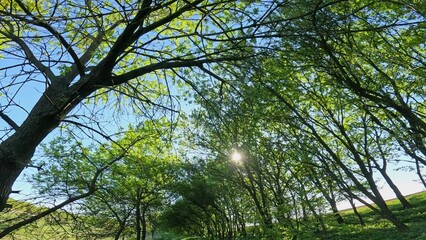 Obraz premium Person walking in the forest or park with green trees and looking around, spring summer season, sunny day beautiful nature scenery.