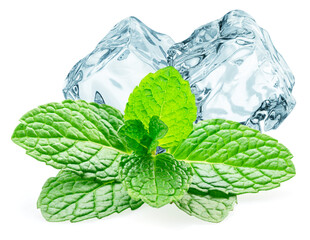 Green fresh top of peppermint and ice cubes isolated on white background.