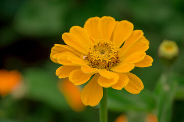 Beautiful flowers growing in the autumn garden