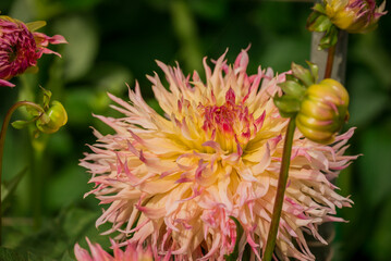 Beautiful flowers growing in the autumn garden