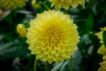 Beautiful dhalia flowers growing in the autumn garden