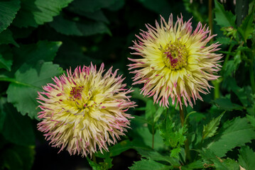 Beautiful flowers growing in the autumn garden